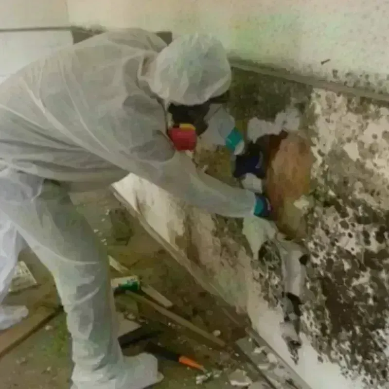 Mold Remediation and Removal in New Fairfield, CT